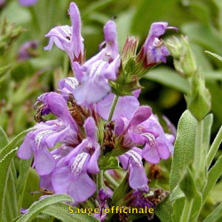 Sauge officinale graines Biologique – Salvia officinalis