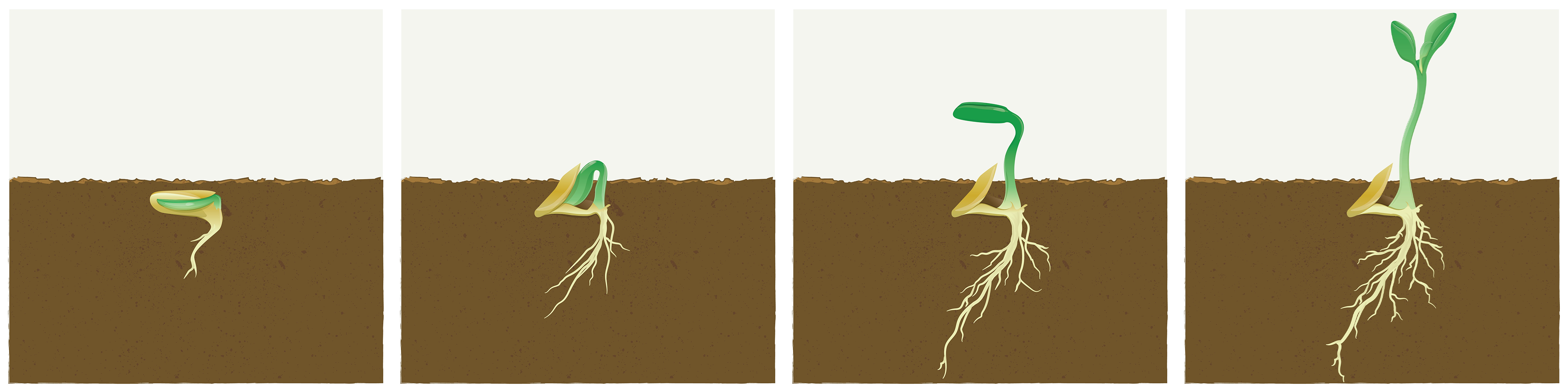 Guide de germination